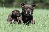 STAFFIE 100